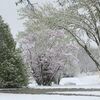 It was a winter wonderland Tuesday morning when people woke up to a late spring 4 inch snowfall. Green leaves, lilac bushes, flowers, and red bud trees provided a beautiful and colorful landscape.