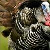 MDC reports 2021 spring turkey hunting ended with 34,593 birds harvested. Top harvest counties for the regular season were Franklin, Texas, and Callaway.