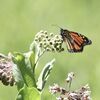 A monarch butterfly rest on milkweed, a favored host plant for eggs and larvae. MDC’s virtual program on May 15 will teach how to participate in butterfly surveys that contribute to scientific data about them.