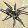 The wolf spider sometimes makes home visits, too.