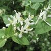 Invasive bush honeysuckle (shown flowering) can quickly take over a landscape.